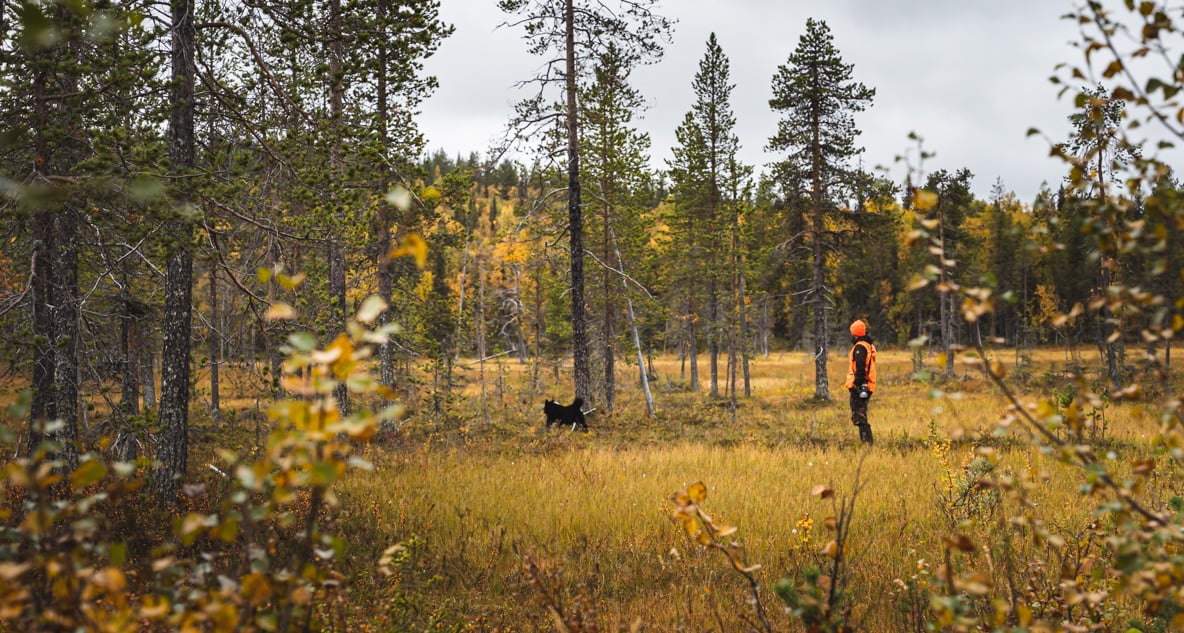 Hunting moose with a Karelian bear dog in Lapland
