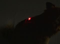 Adventure Lights, Guardian, Punainen koiran huomiovalo. 
