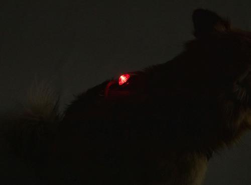 Adventure Lights, Guardian, Punainen koiran huomiovalo. 